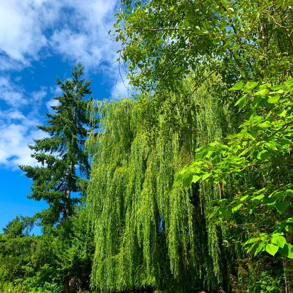 Meet your Posher, Monica